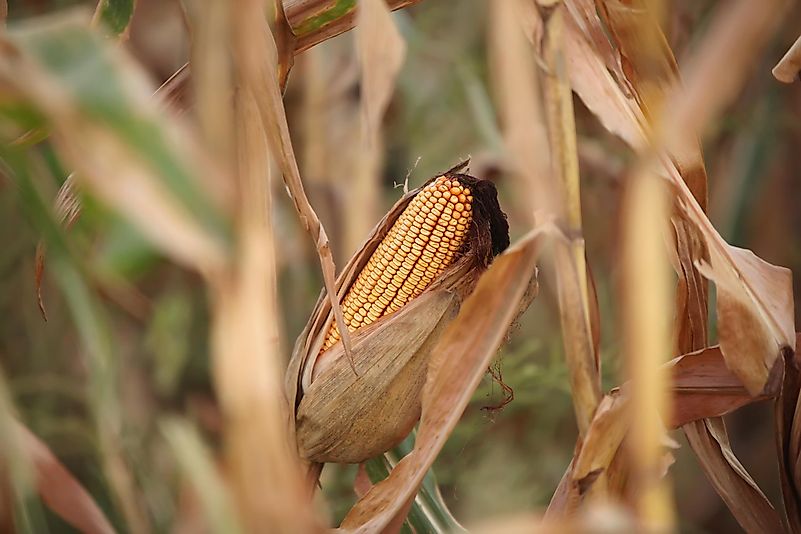 This was a device that could husk, shell, cut, and remove a husk from corn in a single step. This was a device that could husk, shell, cut, and remove a husk from corn in a single step.