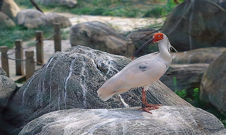 #1 Asian Crested Ibis -