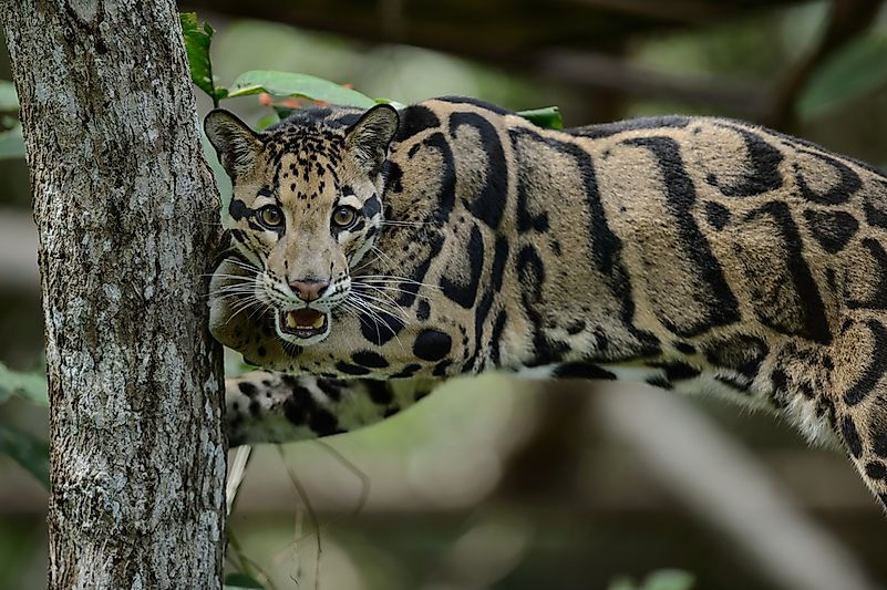 #10 Clouded Leopard