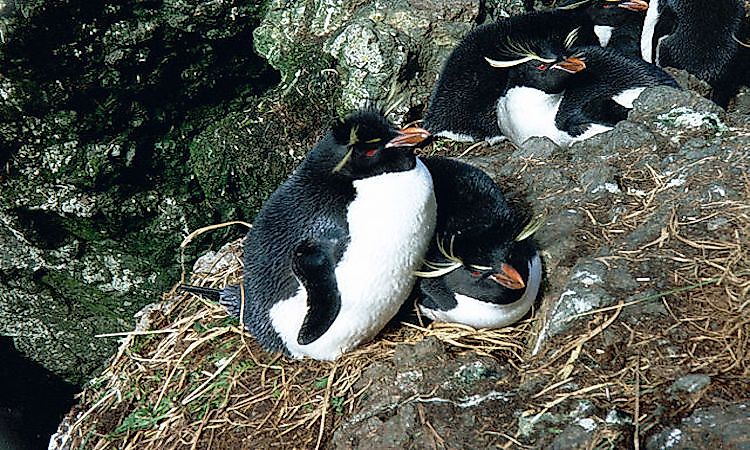 #16 Eastern Rockhopper Penguin