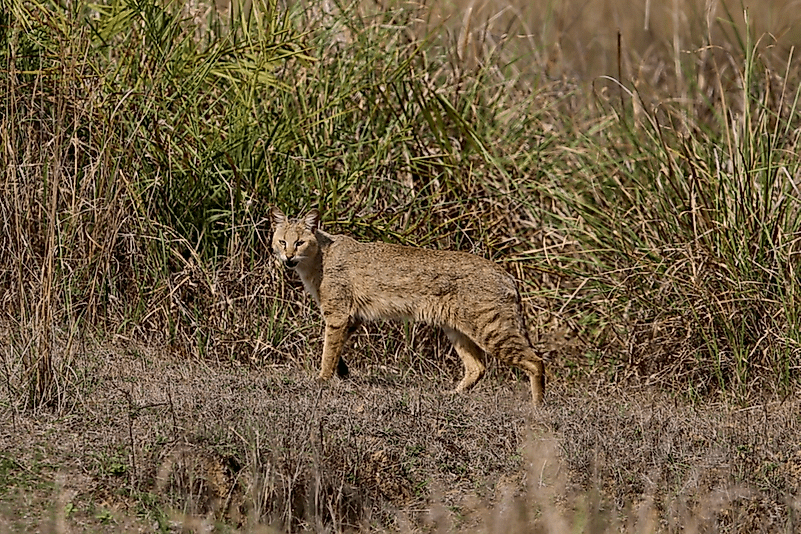 #4 Jungle Cat