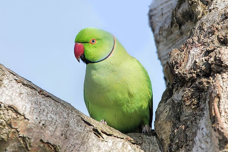 #9 Rose-ringed Parakeet