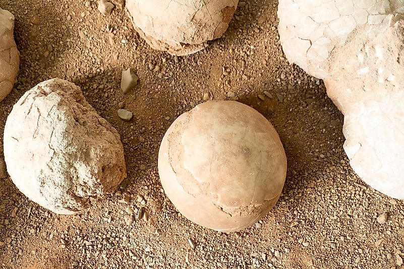 Dinosaur eggs. Image credit: Christopher Michel/Flickr.com Dinosaur eggs. Image credit: Christopher Michel/Flickr.com