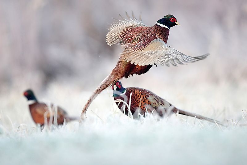 #6 Bouquet of Pheasants