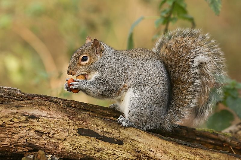 #4 Grey Squirrels (Sciurus carolinensis)