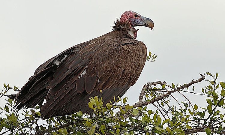 #3 Lappetfaced Vulture -
