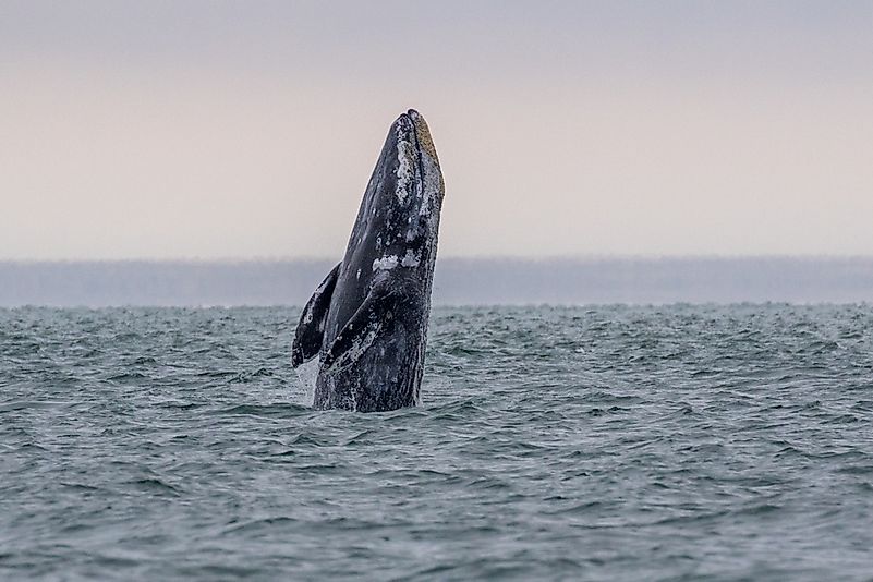 Grey whale breaching off the coast of Mexico.