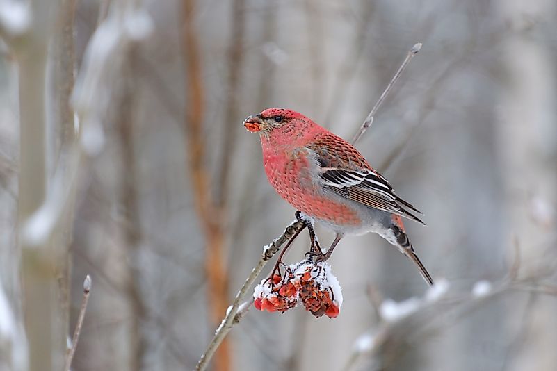 #10 Pine Grosbeak