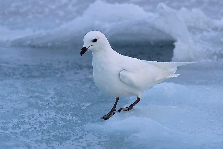 #4 Snow Petrel