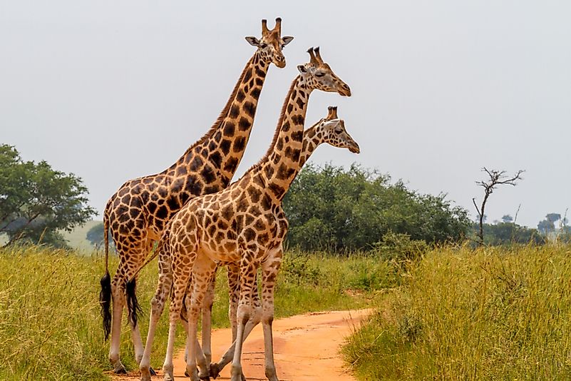 #7 Rothschild's Giraffe (G. c. rothschildi)