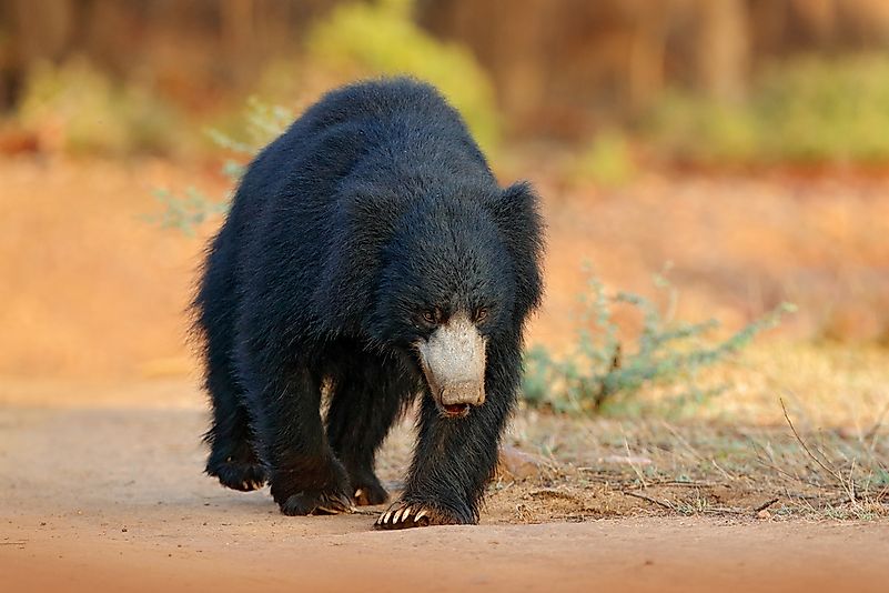 #5 Indian Sloth Bear
