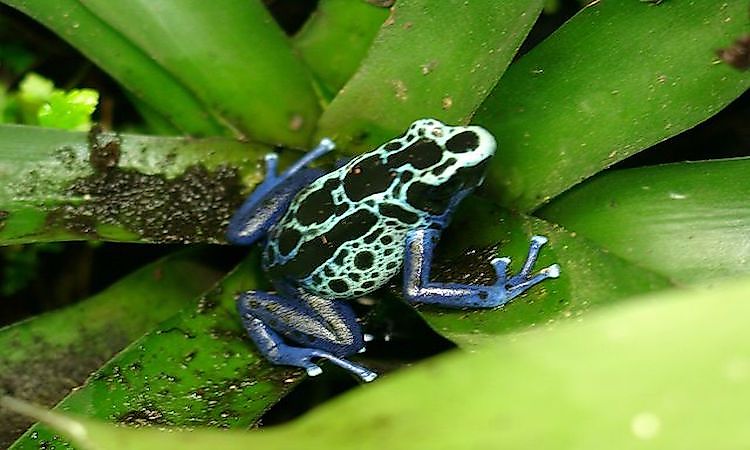 #14 Poison Dart Frog