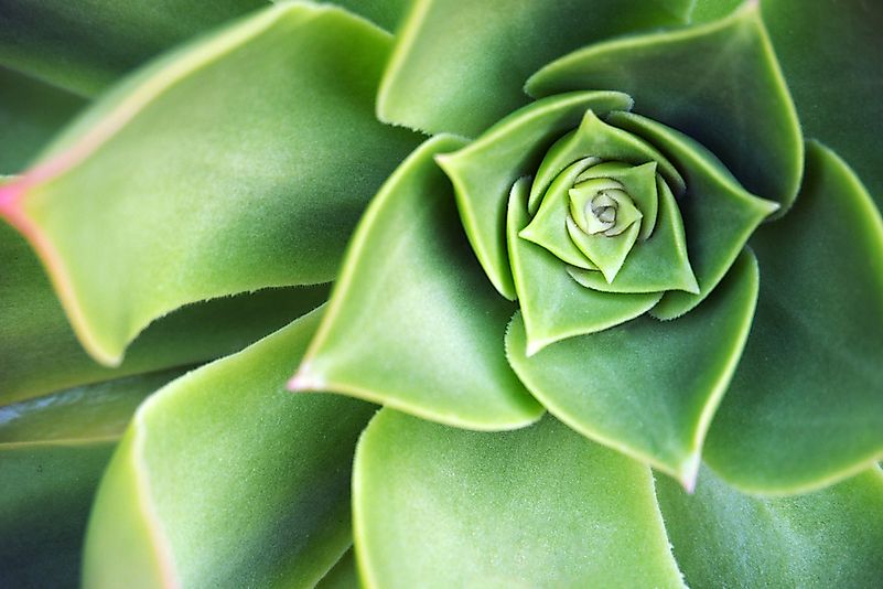 #3 Succulent Leaves
