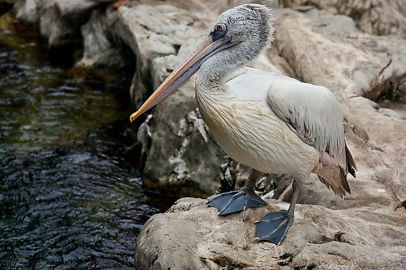 A spot-billed pelican. A spot-billed pelican.