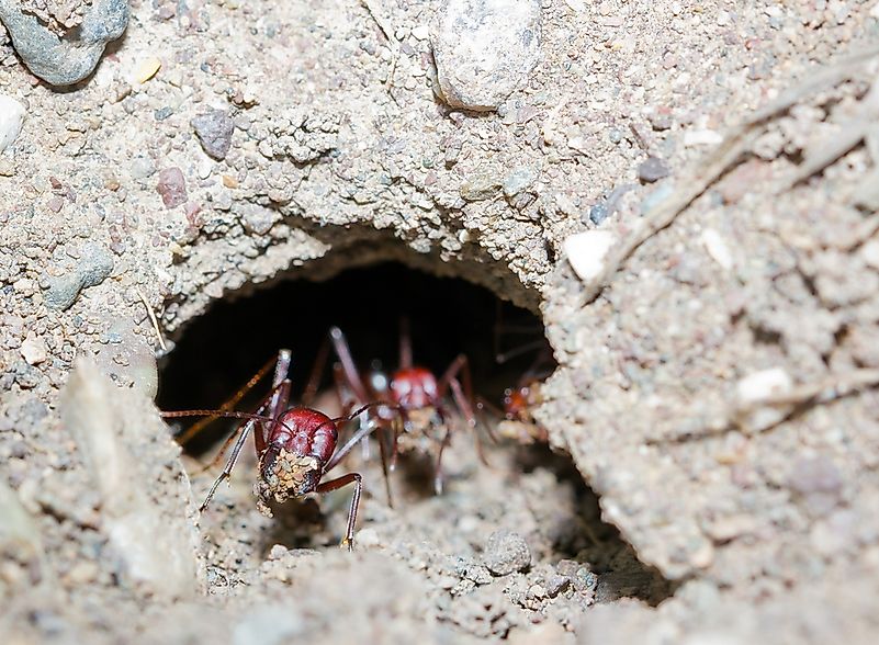#1 Ant