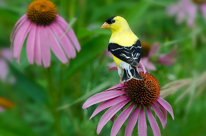 American goldfinch in Minnesota Agnieszka Bacal. Image credit: Agnieszka Bacal/Shutterstock.com