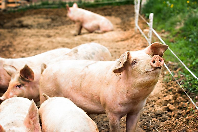 #9 What do pigs eat? Do they eat humans?