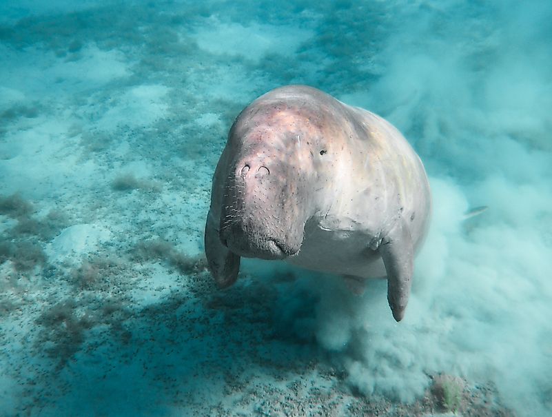 A fully grown dugong. A fully grown dugong.