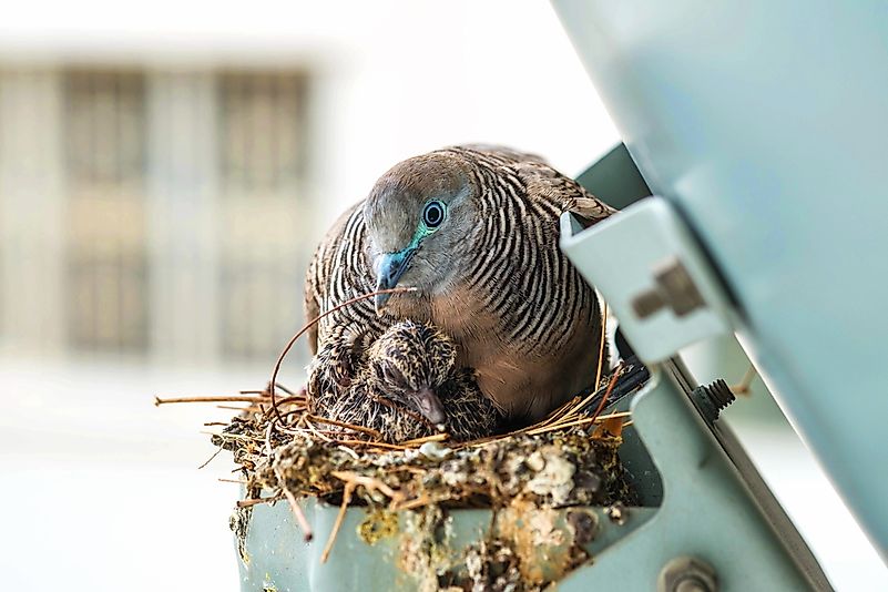 A mourning dove in her nest.