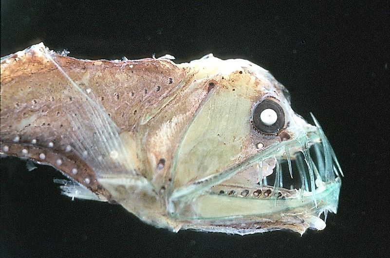 Sloane’s Viperfish. Image credit: iucnredlist.org Sloane’s Viperfish. Image credit: iucnredlist.org