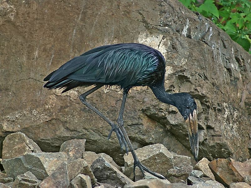 #14 African Openbill