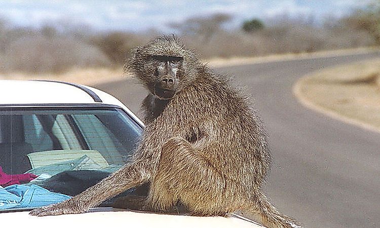 #3 Chacma Baboon -