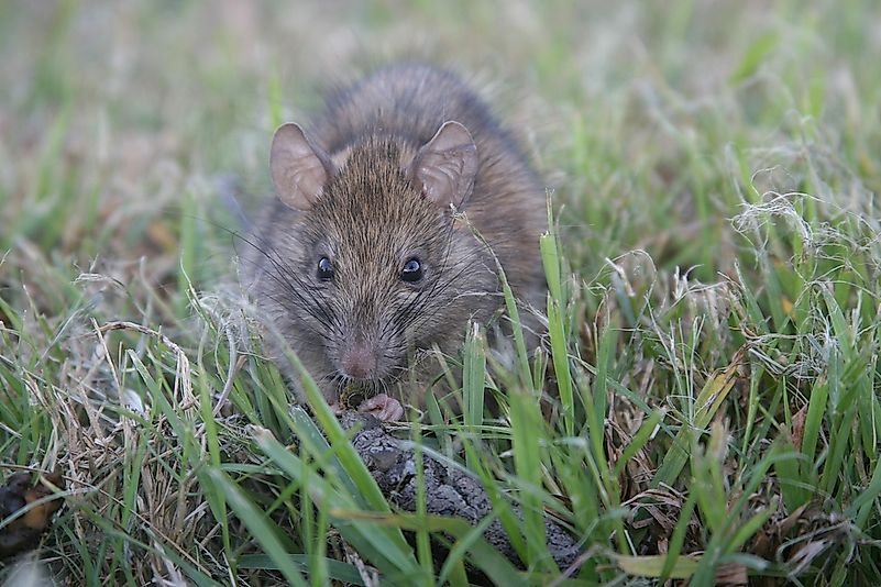 #5 Black Rats (Rattus rattus)