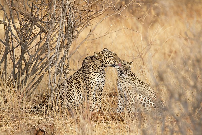 #8 Leap of Leopards