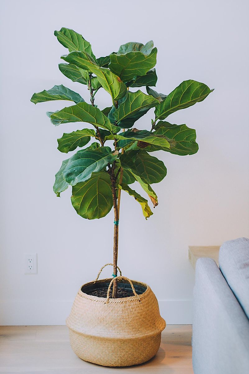 Fig trees are a great option if you are looking for a plant to fill up space in a room.
