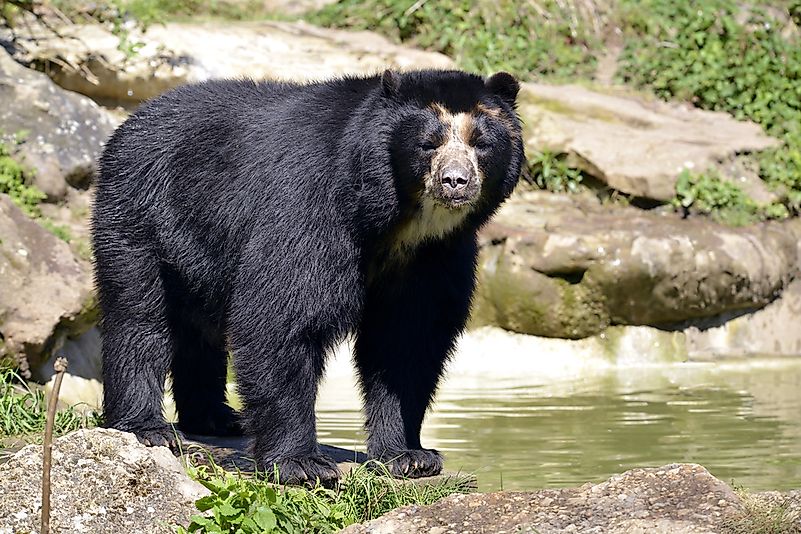 #3 Spectacled Bear - 340 lb