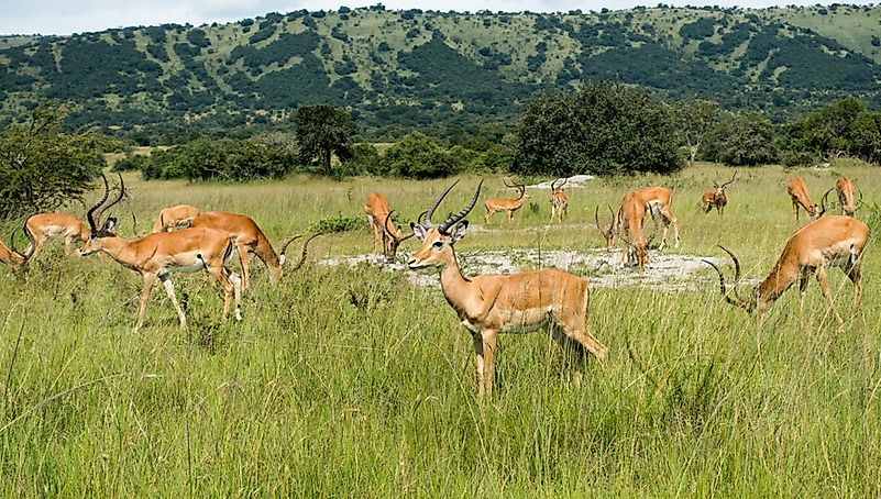 #7 Antelope