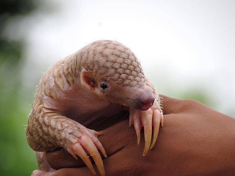 Pangolin. Pangolin.