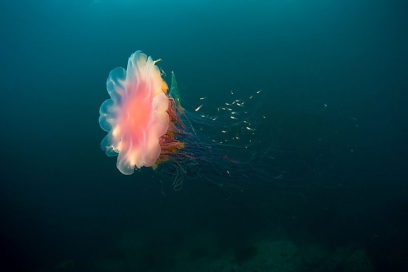 #6 Lion's Mane jellyfish