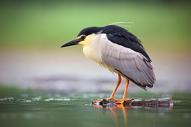 #5 Black-crowned night heron