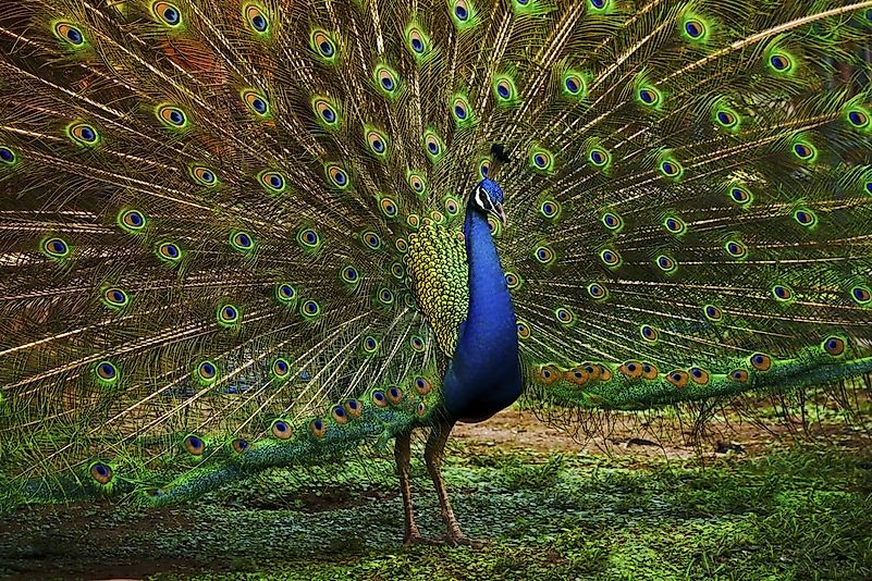 #7 Indian Peafowl