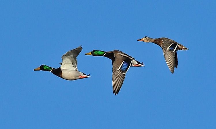 #8 Mallard - 21000 feet