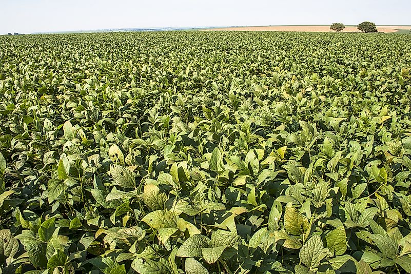 A soy bean field in Brazil. A soy bean field in Brazil.