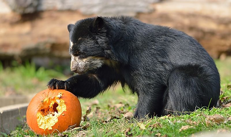 A spectacled bear eating a pumpkin. A spectacled bear eating a pumpkin.