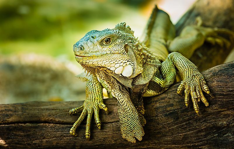 A green iguana. A green iguana.