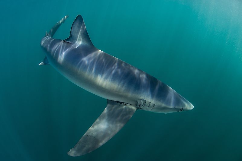 Sharks us their lighter undersides and darker upper sides to blend in with the surrounding water.