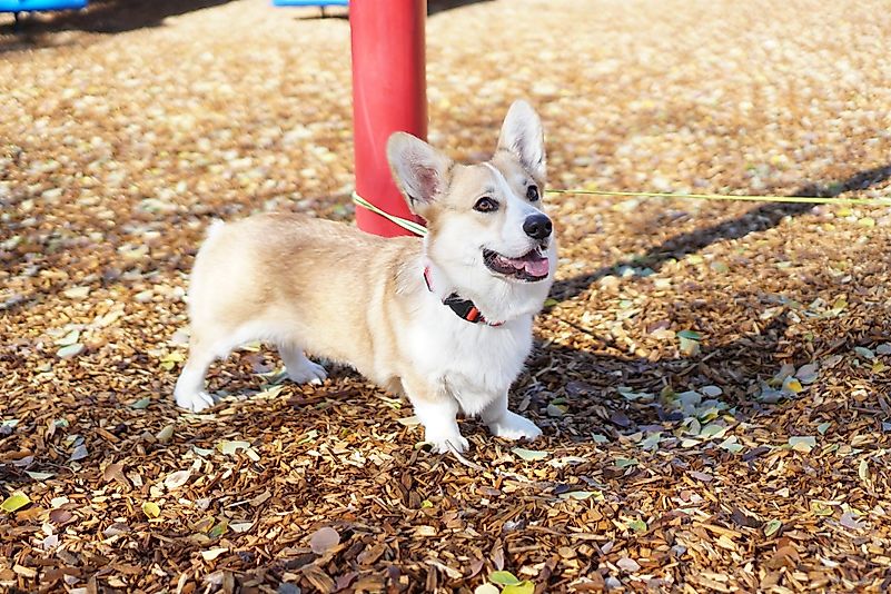 Ofereça-se para levar o cachorro para passear, mas pratique o distanciamento social. 