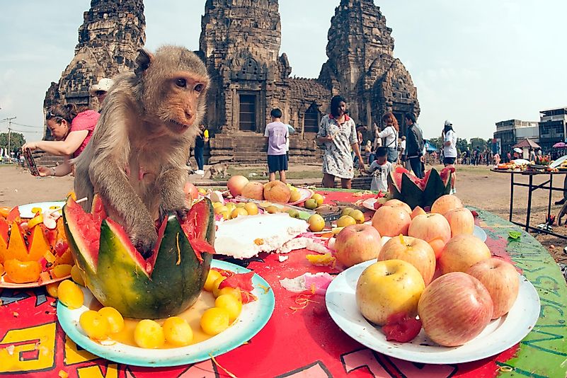 No último domingo de novembro, enormes quantidades de comida são exibidas por toda a cidade e deixadas para os macacos se deliciarem.  Crédito da imagem: topten22photo / Shutterstock.com