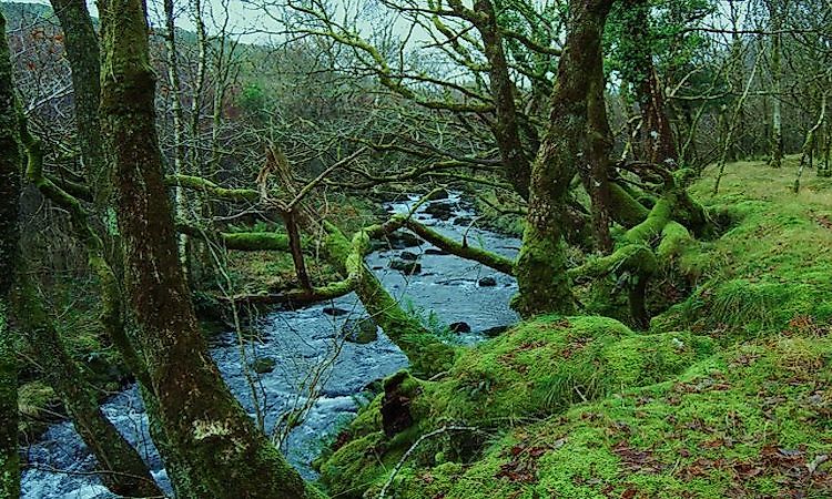 #4 Temperate Rainforests