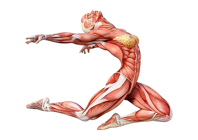Were you aware that there are more than 600 other muscles in your body?