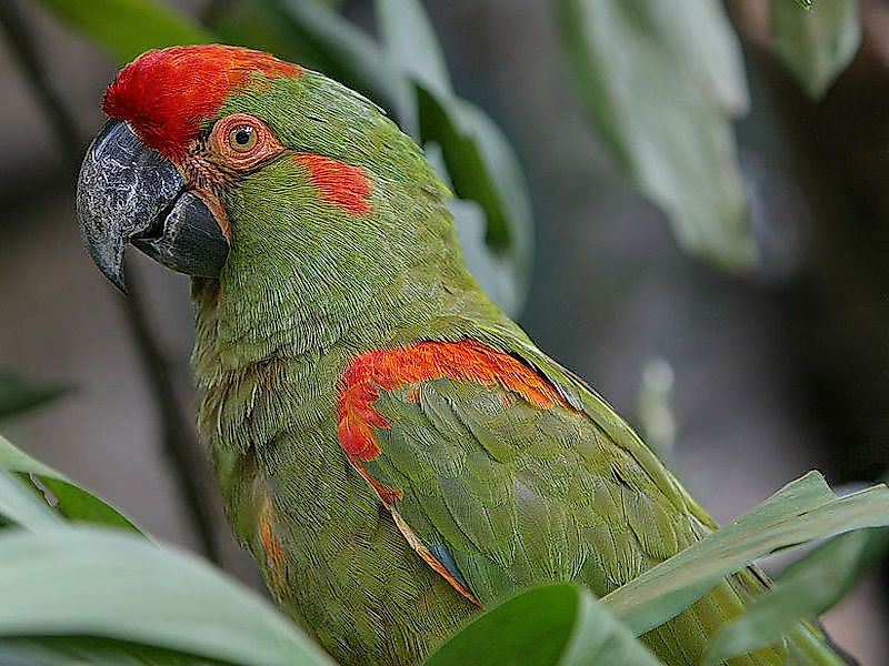 #11 Red-Fronted Macaw