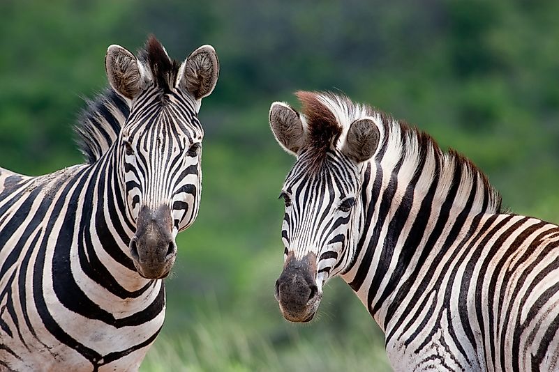 Burchell's zebras in South Africa. Burchell's zebras in South Africa.