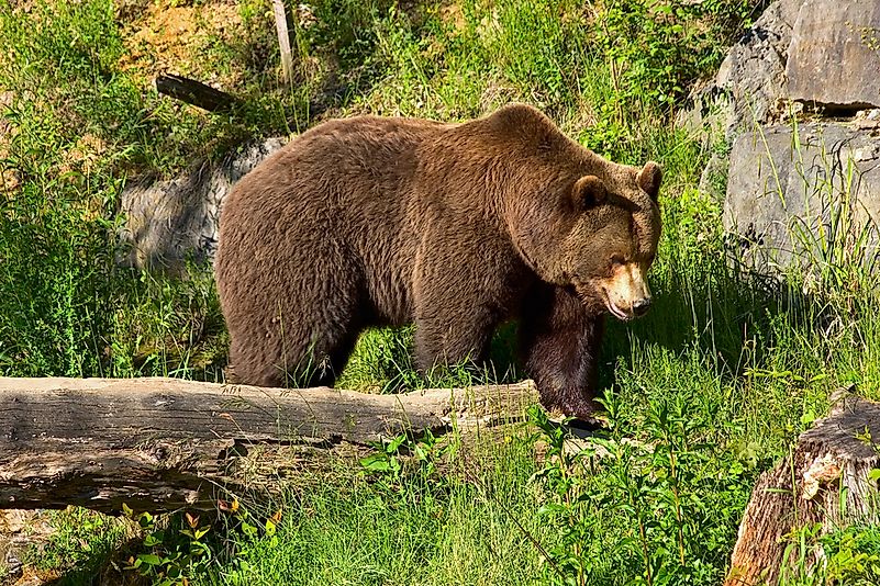 #8 Brown Bear