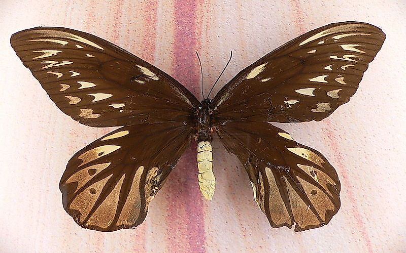 #1 Alexandra's Birdwing - Ornithoptera alexandrae
