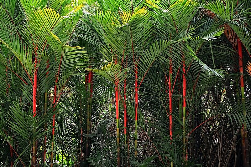 Lipstick Palm Lipstick Palm