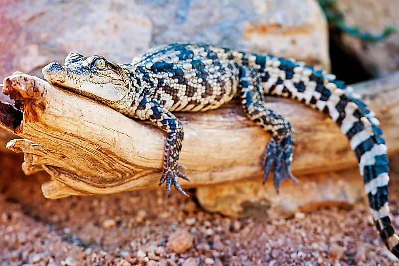 #3 Siamese Crocodile
